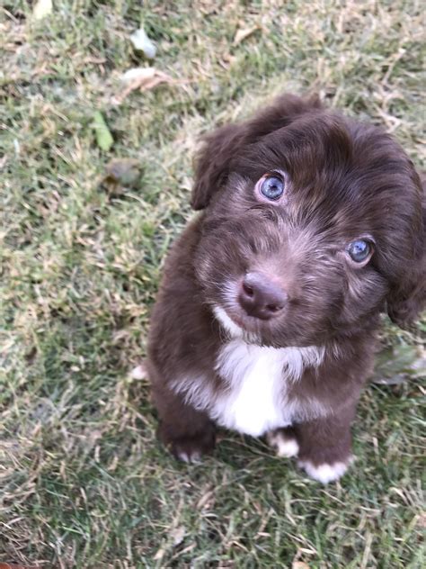 Pin By Cj Sachs On Aussiedoodle Cute Animals Aussiedoodle Puppies