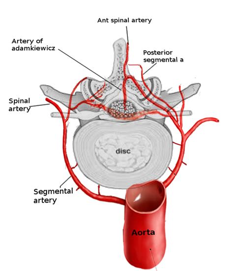 Figure Vertebral Blood Supply Image Courtesy S Bhimji MD
