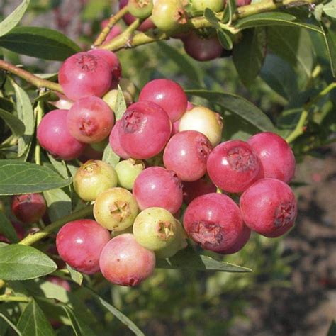 Pink Blueberry Pink Lemonade Vaccinium Hybrid My Garden Life