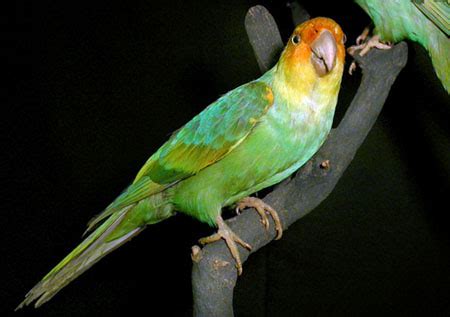 Carolina Parakeet Outdoor Alabama