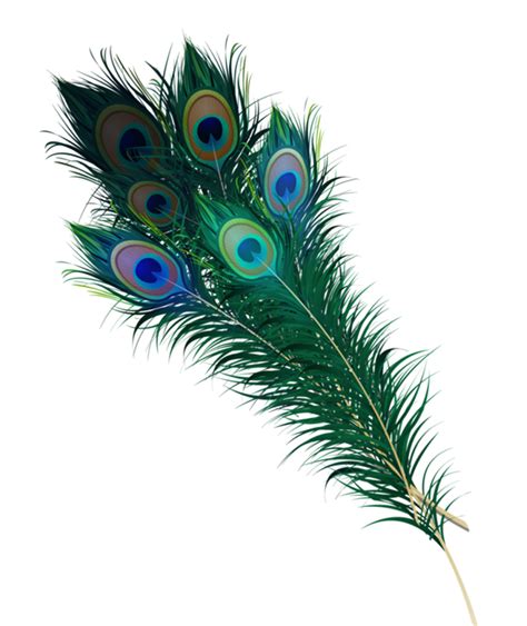 Peacock Feather Png HD FREE png image