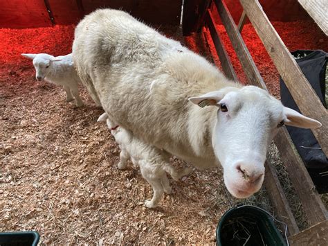St Croix Hair Sheep — Three Sisters Livestock