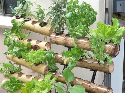 13 Easy To Grow Vertical Garden Plants Hort Zone