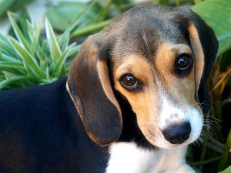 Too Adorable Puppies And Kitties Baby Beagle Cute Beagles