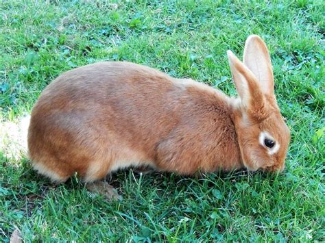 Brown Rabbit On Green Grass Close Up Free Image Download