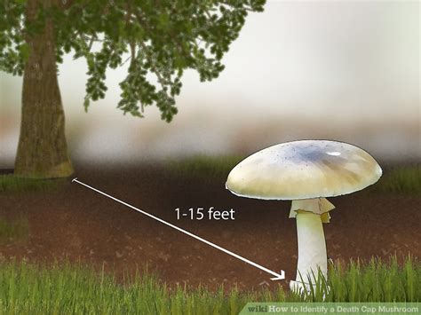 How To Tell Edible Mushrooms From Poisonous Ones All Mushroom Info