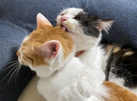 噛んだり舐めたり忙しい 妹猫が姉猫にしかけるスキンシップ ｜ ガジェット通信 Getnews