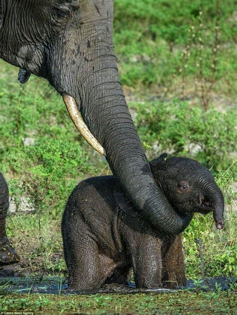Pin By Seeraar Perezhil சீரார் பேரெழி On Elephants World யானைகள் உலகம் Elephant Elephant