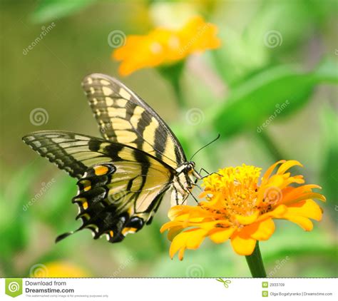 Farfalla Di Swallowtail Immagine Stock Immagine Di Banda