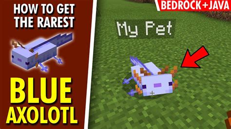 Easy How To Get The Rare Blue Axolotl 100 Of The Time Bedrock