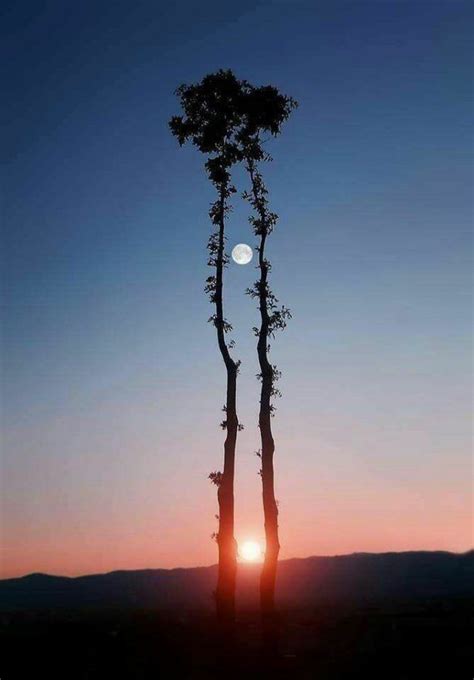 Photo Showing Sunset And Full Moon Between 2 Trees Is A Digital Fake