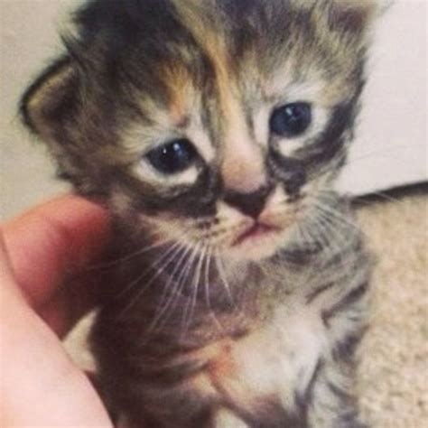 Purrmanently Sad Cat Is The Internet S New Favorite Kitten E Online Uk