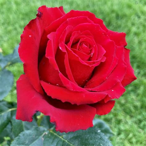 Name Your Own Rose (Classic Red)