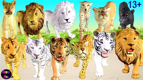 Lion Tiger Leopard Jaguar Puma Panther Cheetah Big Cat Week 13 Youtube