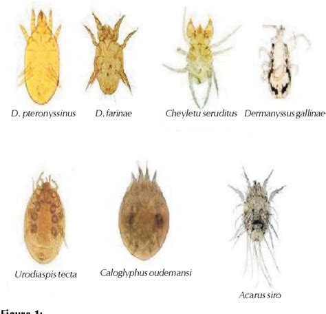 Pdf Observation Of Common External Parasites Mites In Poultry And