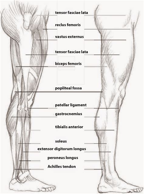 Muscles cannot push against the bone, so muscles typically come in pairs (known as antagonists), one muscle pulls the bone one way and the most bones (particularly the long bones of the arms and legs — which make up the appendicular skeleton) have a hard outer shell known as cortical bone. Drawings: SKETCHING THE LEG SIDE VIEW