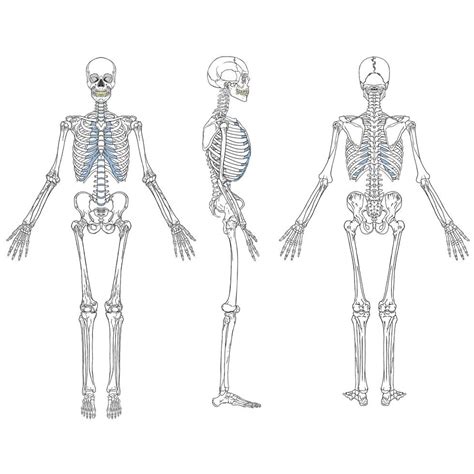 Conjunto De Desenho De Esqueleto Humano Download De Vetor