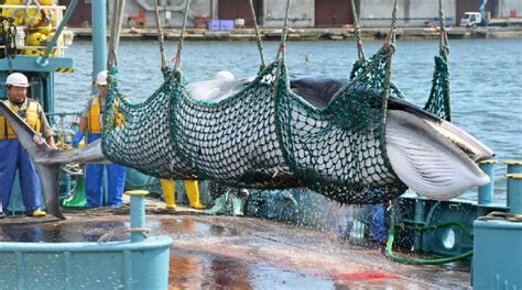 Japan Whaling Fleet Returns From Antarctic Hunt With 333 Whales Loop Png
