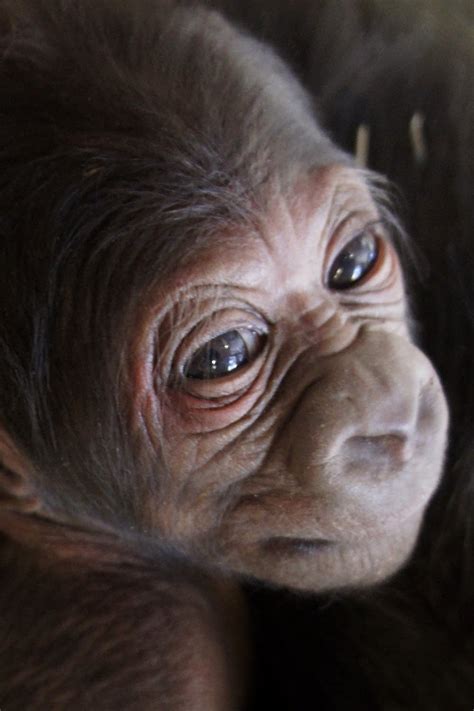 Como Zoo Expands With Baby Gorilla Birth Minnesota Public Radio News