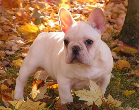 Find french bulldog puppies and breeders in your area and helpful french bulldog information. French Bulldogs in Warm Climates:Pictures of Dogs and All ...