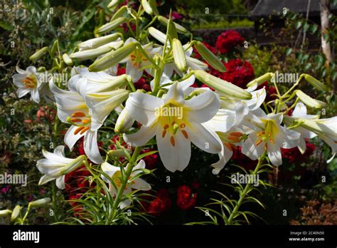 Heavily Fragrant Summer Flowers Hi Res Stock Photography And Images Alamy