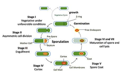 Sporulation Definition Process Examples Bacteria Amoeba Fungi