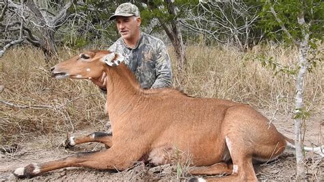 Hunting Nilgai In South Texas Youtube