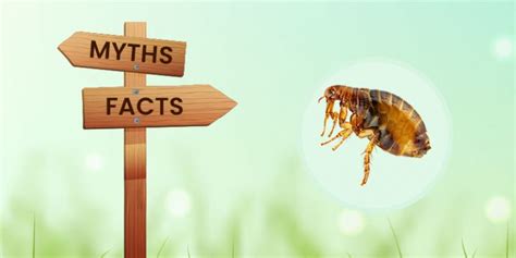 Truth About Fleas And Their Treatment