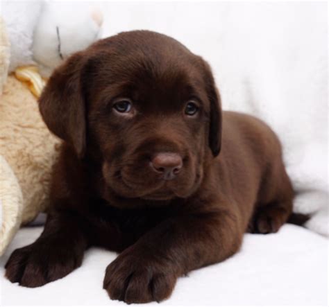 If you are a regular reader, then you know that i have a yellow labrador, cali. Ready 16th Sept. Chunky Chocolate Lab Puppies | Usk, Monmouthshire | Pets4Homes