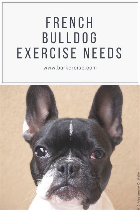 Features and shout outs available. French Bulldog exercise needs guide | French bulldog ...