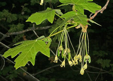 Vascular Plants Of The Gila Wilderness Acer Grandidentatum