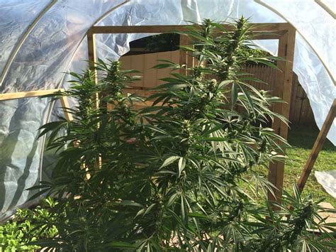 Discover 3 tutorials on building your own greenhouse for dirt cheap in this blog post. Unbelievable $50 DIY Greenhouse | Grow Weed Easy