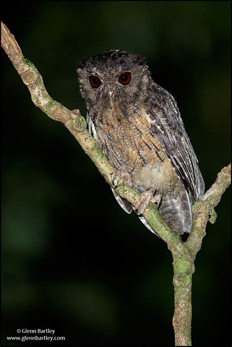 Northern Tawny Bellied Screech Owl Glenn Bartley Nature Photography