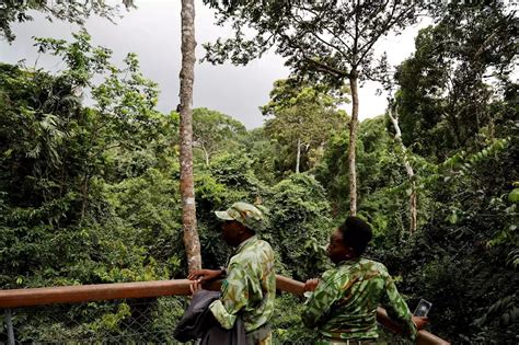 La Forêt Du Bassin Du Congo Poumon De Lafrique Et Réserve Mondiale De Biodiversité