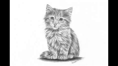 How To Draw A Realistic Kitten Part 2 Fur And Details