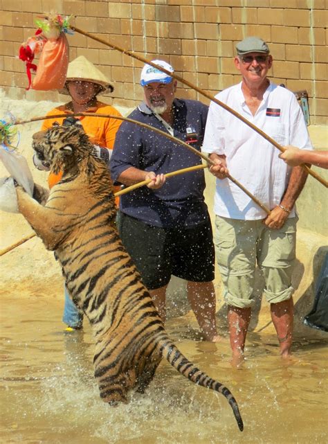Worrall Travel Rs Catch A Tiger By His Tail