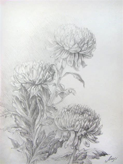 Chrysanthemum Drawing By Inna Mosienko Saatchi Art