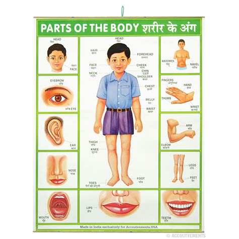The basic parts of the human body are the head, neck, torso, arms and legs. Parts of the Body Poster - Accoutrements / Archie McPhee ...