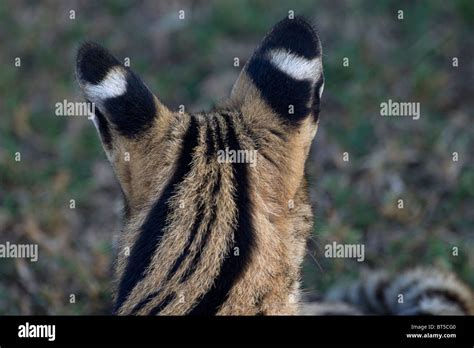 Serval Cats Unique Striping On Ears Stock Photo Alamy