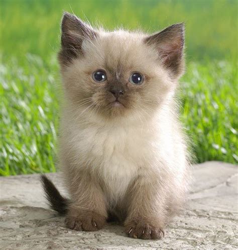 An Adorable Calico Kitten 8th September 2014