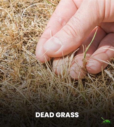 Dormant Grass Vs Dead Grass How To Tell The Difference Bird And