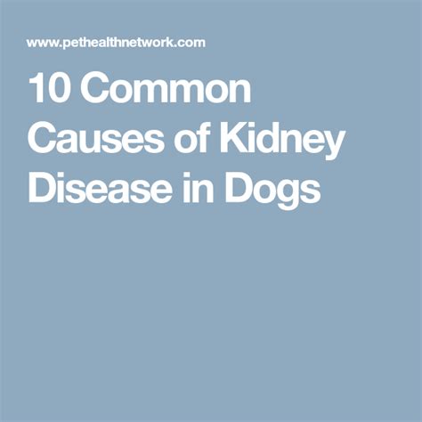 10 Common Causes Of Kidney Disease In Dogs Causes Of Kidney Disease