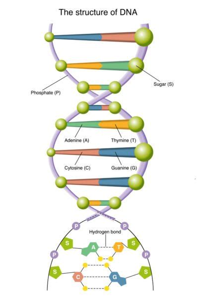 14 Ejemplos De Ácidos Nucleicos Son La Base De La Genetica