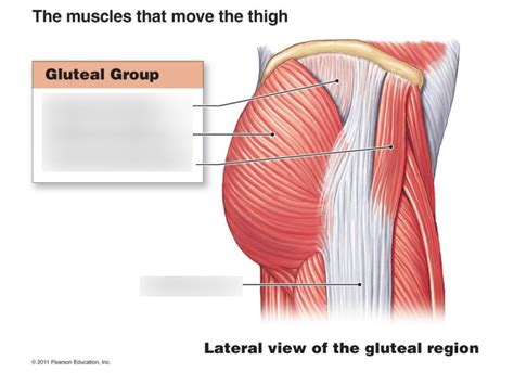 Lateral View Of Gluteal Muscles Diagram Quizlet