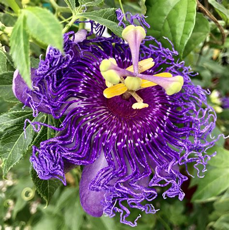 Passiflora Incarnata Commonly Known As Maypop Purple Passionflower