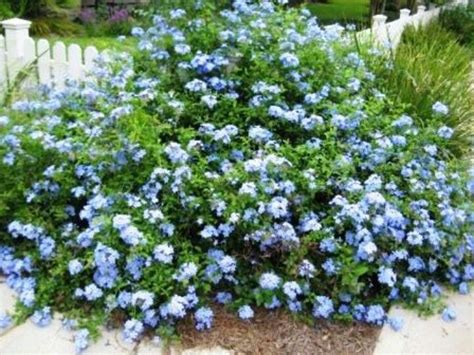 Florida Ground Cover With Blue Flowers Ground Cover Good