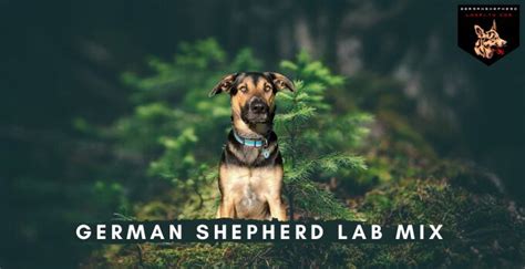 German Shepherd Lab Mix Complete Guide Of Sheprador German Shepherd