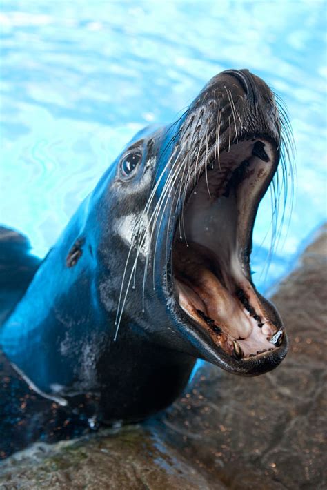 Mammals That Live In Water - Pets Lovers