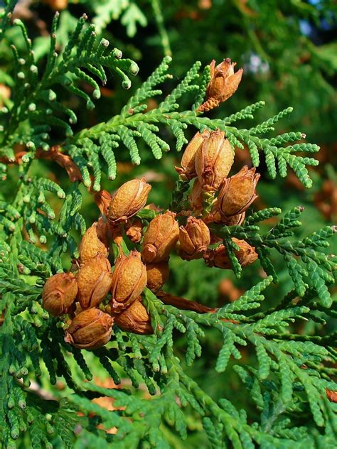 Eastern White Cedar Trees Of Vermont · Inaturalist