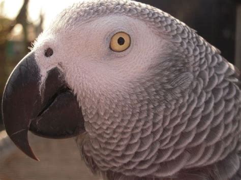 Alex The Famous Talking African Grey Parrot Has Passed Away But His
